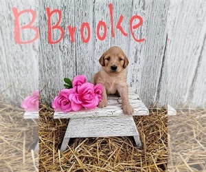 Goldendoodle Puppy for sale in WOOSTER, OH, USA