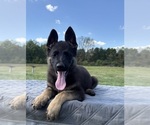 Small Photo #27 German Shepherd Dog Puppy For Sale in SUMPTER TWP, MI, USA