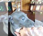 Small Photo #4 Italian Greyhound Puppy For Sale in MIAMI, OK, USA