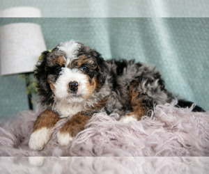Medium Bernedoodle (Miniature)