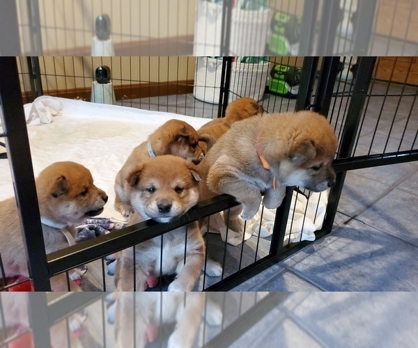 Medium Photo #12 Shiba Inu Puppy For Sale in SOMERSWORTH, NH, USA