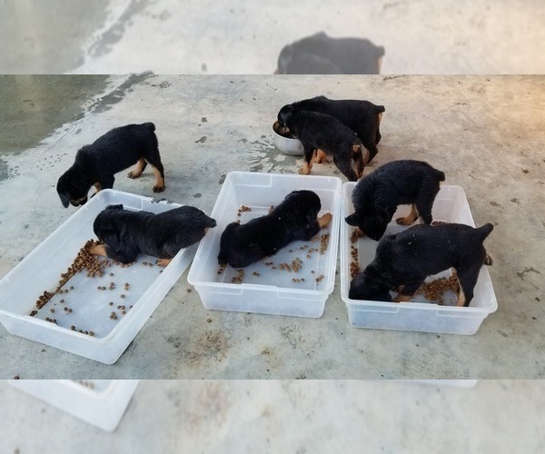 Medium Photo #36 Rottweiler Puppy For Sale in RIEGELWOOD, NC, USA