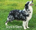 Small Photo #21 Australian Shepherd Puppy For Sale in SYLVA, NC, USA