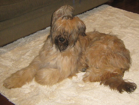 Medium Photo #1 Briard Puppy For Sale in GARDNERS, PA, USA