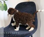Small #2 Bernedoodle (Miniature)