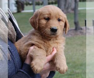 Medium Golden Retriever