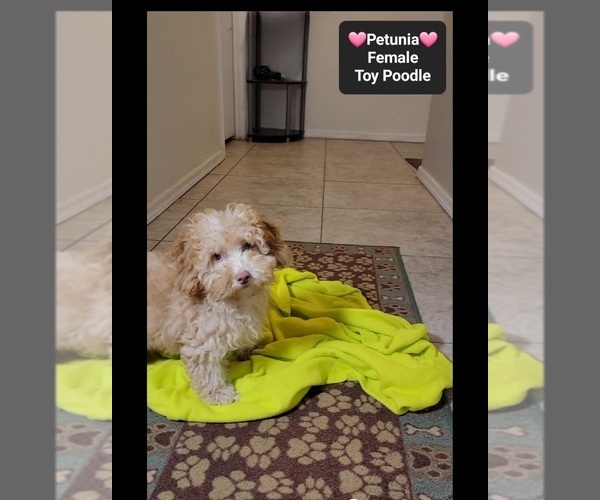 Medium Photo #2 Poodle (Toy) Puppy For Sale in TUCSON, AZ, USA
