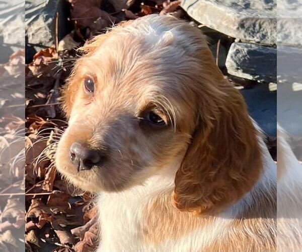 Medium Photo #3 Brittany Puppy For Sale in BERKSHIRE, NY, USA
