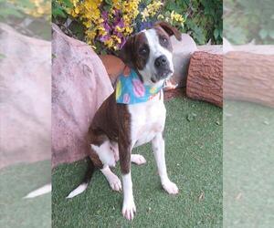 Boxer-Unknown Mix Dogs for adoption in Oklahoma City, OK, USA