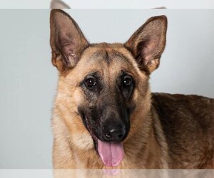German Shepherd Dog-Unknown Mix Dogs for adoption in San Andreas, CA, USA