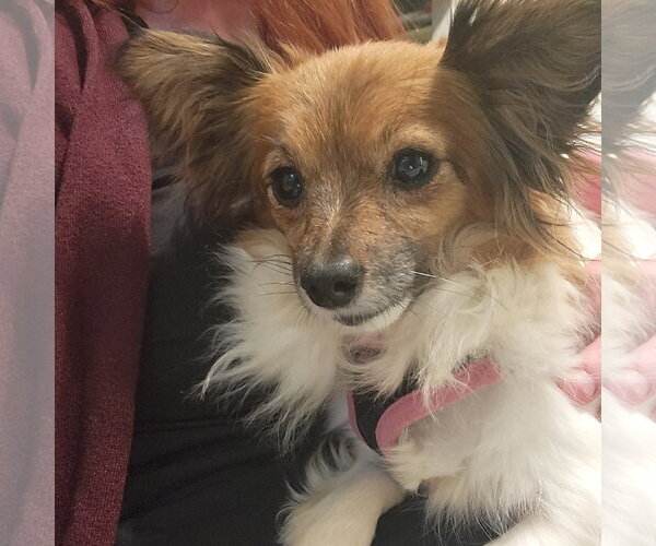 Medium Photo #2 Chihuahua-Unknown Mix Puppy For Sale in Topeka, KS, USA