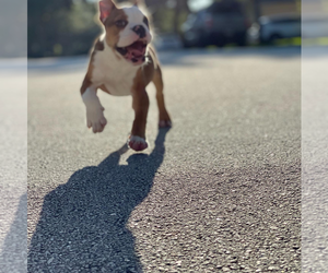 English Bulldog Puppy for sale in FORT LAUDERDALE, FL, USA