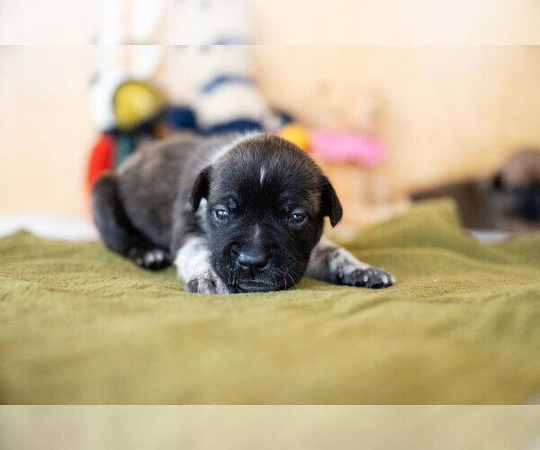 Medium Photo #3 French Bulldog Puppy For Sale in St. Louis Park, MN, USA