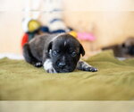 Small #2 French Bulldog
