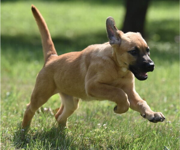 Medium Photo #7 Retriever -Unknown Mix Puppy For Sale in Mechanicsburg, PA, USA