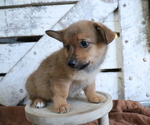Small Photo #6 Pembroke Welsh Corgi-Pomeranian Mix Puppy For Sale in HONEY BROOK, PA, USA