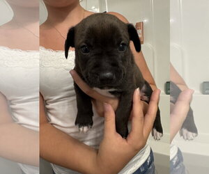 Labrador Retriever-Unknown Mix Dogs for adoption in Holly Springs, NC, USA