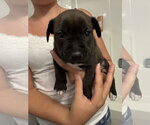 Small Labrador Retriever Mix