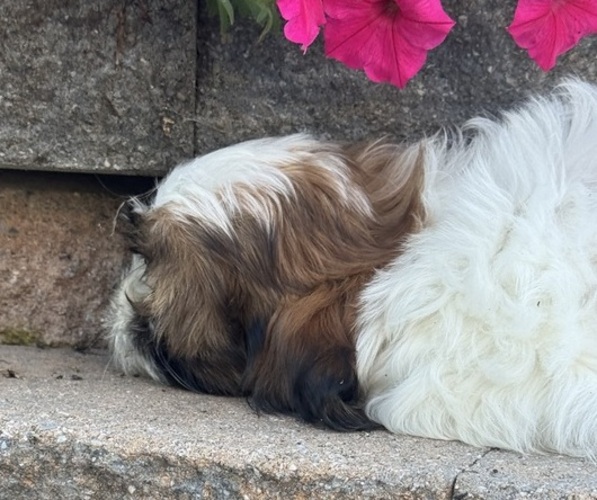 Medium Photo #4 Shih Tzu Puppy For Sale in CANOGA, NY, USA