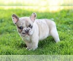 Small #10 French Bulldog
