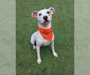 Parson Russell Terrier-Unknown Mix Dogs for adoption in Calhoun, GA, USA