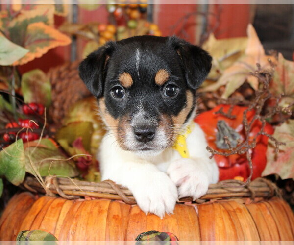 Medium Photo #1 Jack Russell Terrier Puppy For Sale in ANTLERS, OK, USA