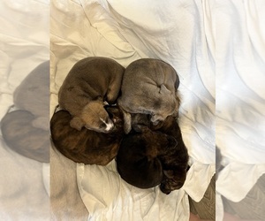 American Staffordshire Terrier-Australian Shepherd Mix Puppy for sale in ALTAMONTE SPRINGS, FL, USA