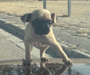Pug Puppy for sale in FALLING WATERS, WV, USA