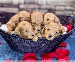 Small Photo #4 Goldendoodle (Miniature) Puppy For Sale in HALTOM CITY, TX, USA