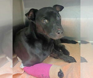 Mutt Dogs for adoption in Royal Palm Beach, FL, USA