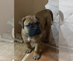 Puppy Puppy 5 blue Bullmastiff