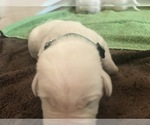 Small Photo #26 Labrador Retriever Puppy For Sale in ESCONDIDO, CA, USA