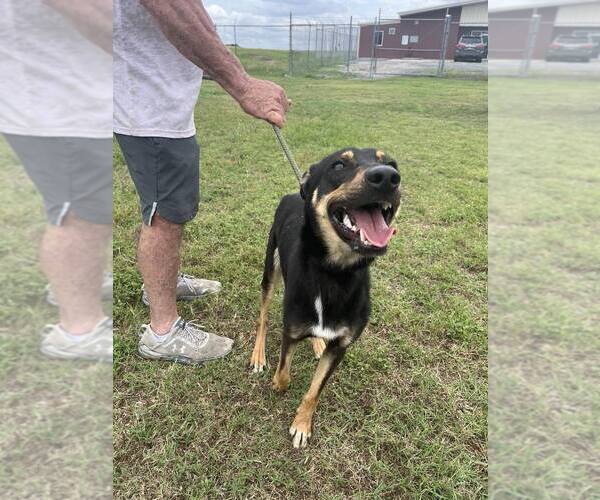 Medium Photo #3 Mutt Puppy For Sale in Abbeville, LA, USA
