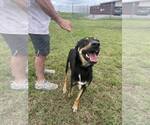 Small #2 Mutt