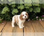Small #10 Cocker Spaniel