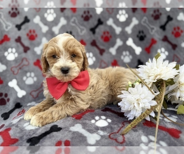 Medium Photo #2 Cock-A-Poo Puppy For Sale in LAKELAND, FL, USA