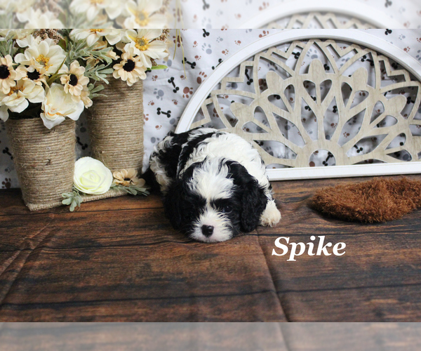Medium Photo #11 Cavapoo Puppy For Sale in CHANUTE, KS, USA