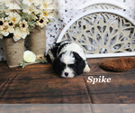 Small #10 Cavapoo