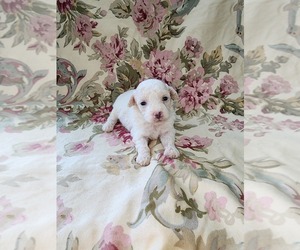 Poodle (Toy) Puppy for sale in HAYNESVILLE, LA, USA