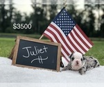 Small Photo #3 Olde English Bulldogge Puppy For Sale in WALTERBORO, SC, USA