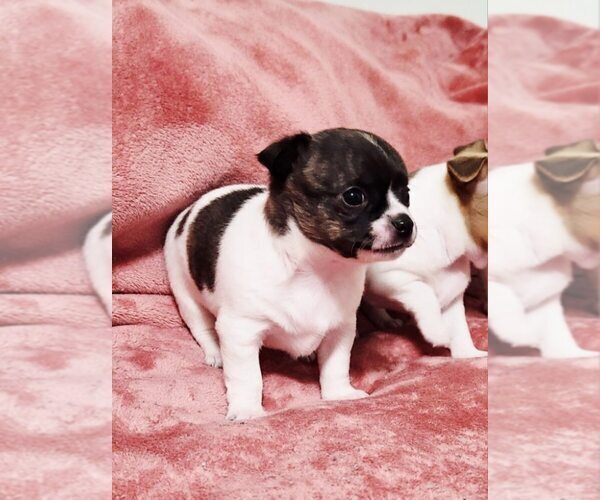 Medium Photo #13 Chihuahua Puppy For Sale in MOUNT AIRY, NC, USA