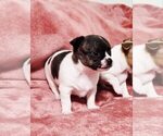 Small Photo #13 Chihuahua Puppy For Sale in MOUNT AIRY, NC, USA