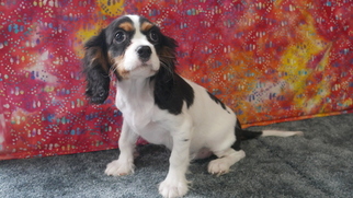 Cavalier King Charles Spaniel Puppy for sale in KENSINGTON, OH, USA