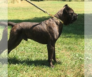 Father of the Cane Corso puppies born on 04/24/2019