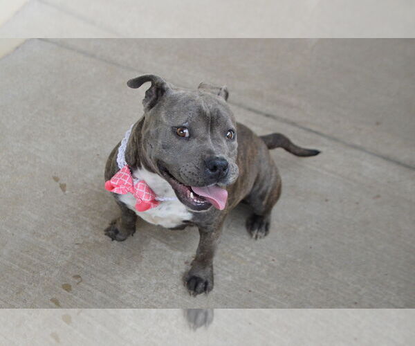 Medium Photo #2 American Pit Bull Terrier-Unknown Mix Puppy For Sale in McKinney, TX, USA