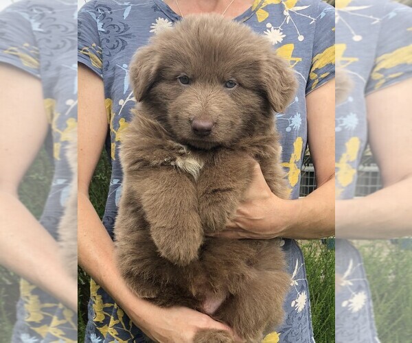 Medium Photo #3 German Shepherd Dog Puppy For Sale in OSTRANDER, OH, USA