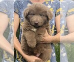 Small #2 German Shepherd Dog