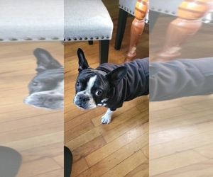 Faux Frenchbo Bulldog Dogs for adoption in CORTLANDT MANOR, NY, USA