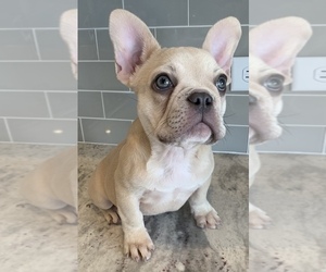 French Bulldog Puppy for sale in AURORA, CO, USA