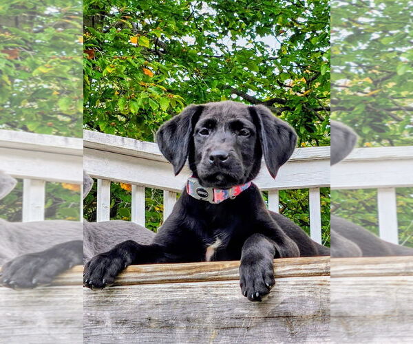 Medium Photo #1 Labrador Retriever-Unknown Mix Puppy For Sale in Forest, VA, USA